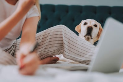 pets obstructive sleep apnea