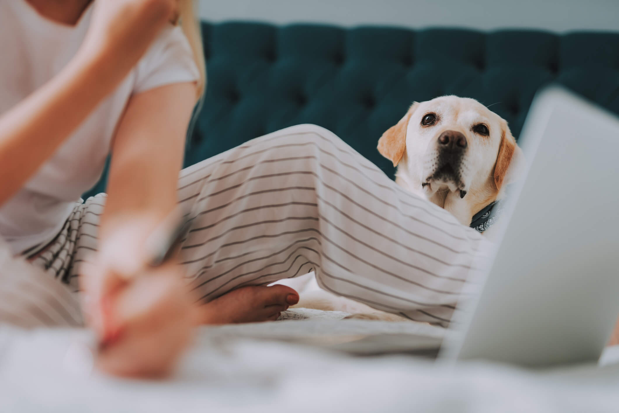 pets-obstructive-sleep-apnea